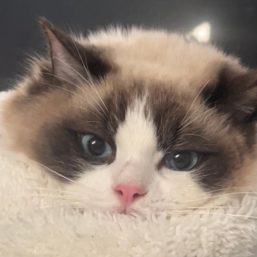 月饼是只布偶狗