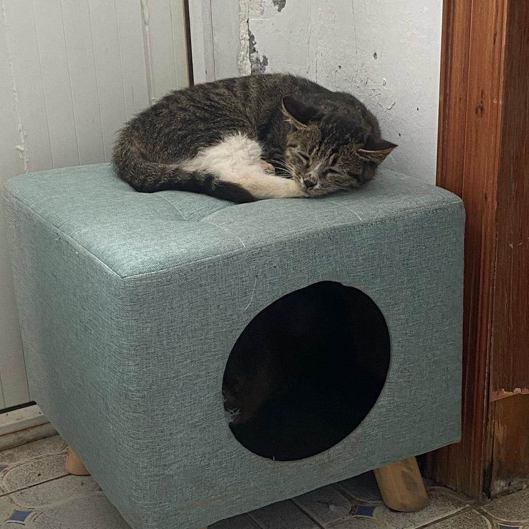 友猫出没