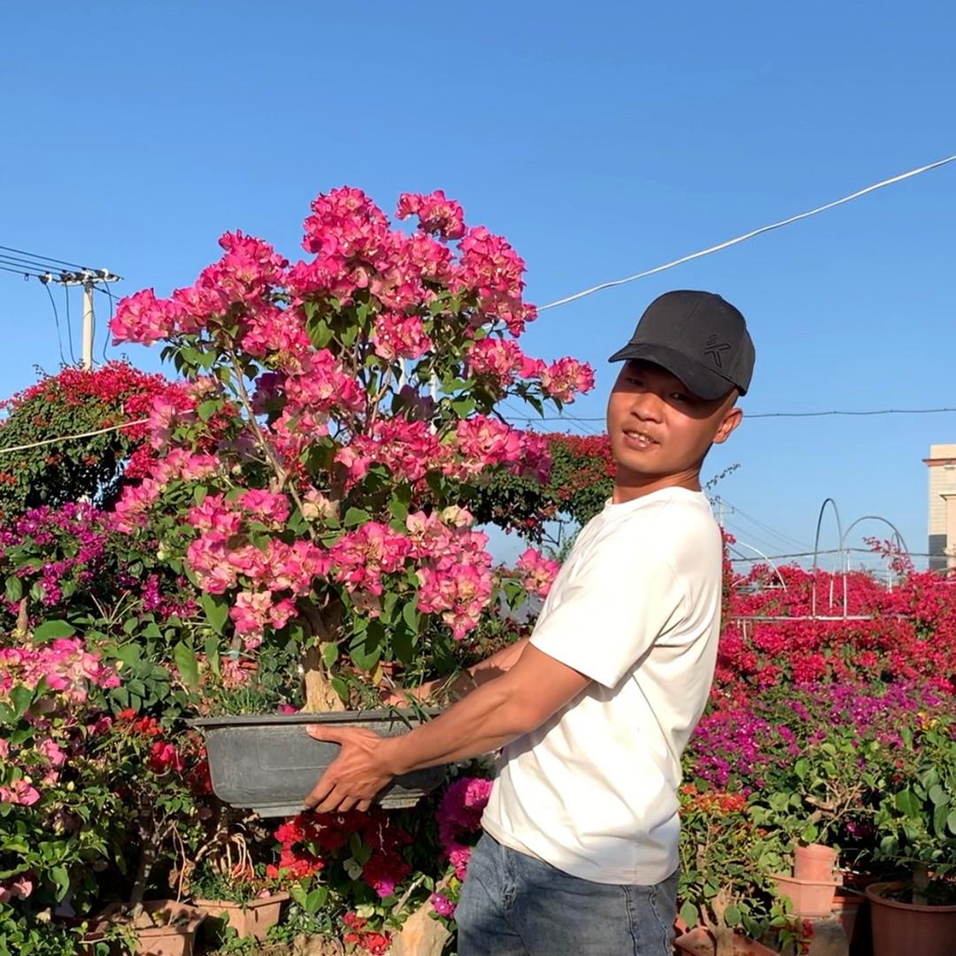 雅之兰花卉