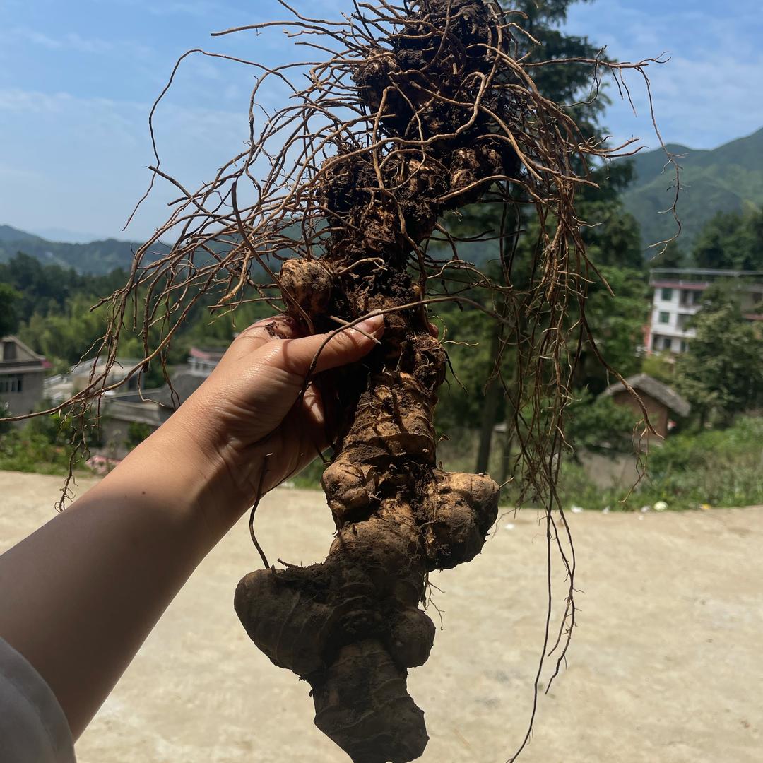 是 阳阳吖