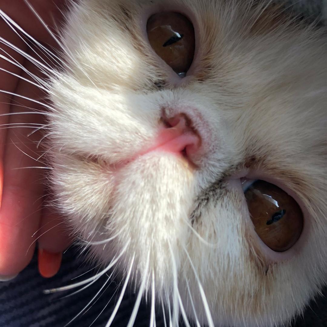 美啾