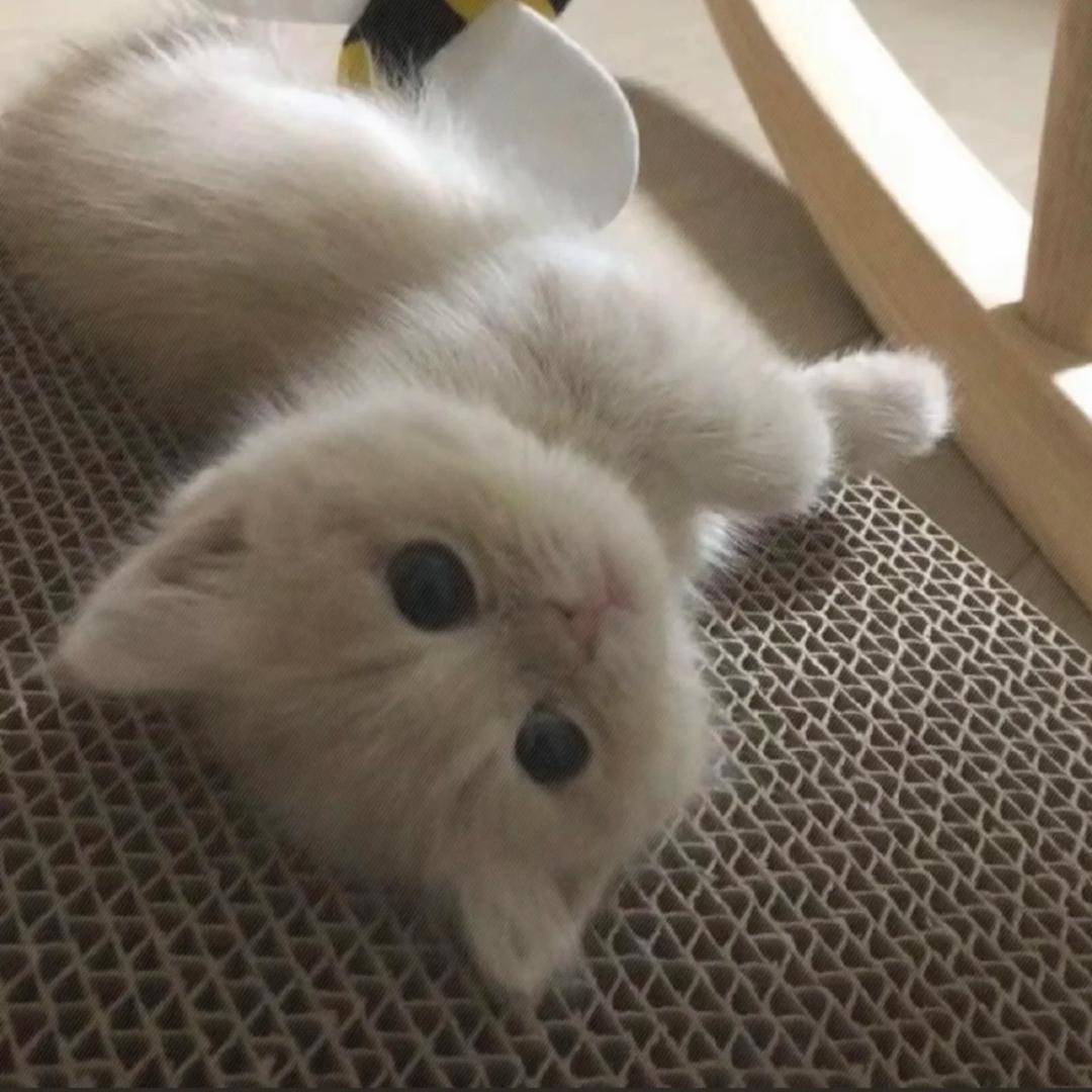 小桥