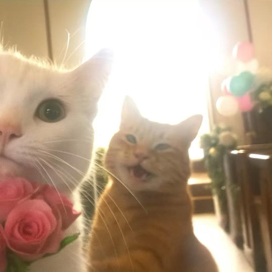 鱼°