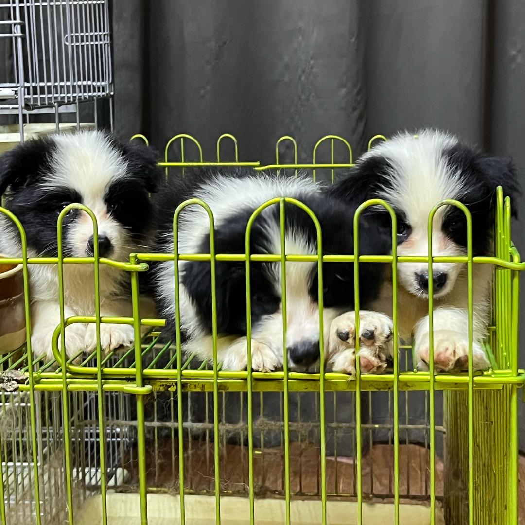 养一群哈基米躺平