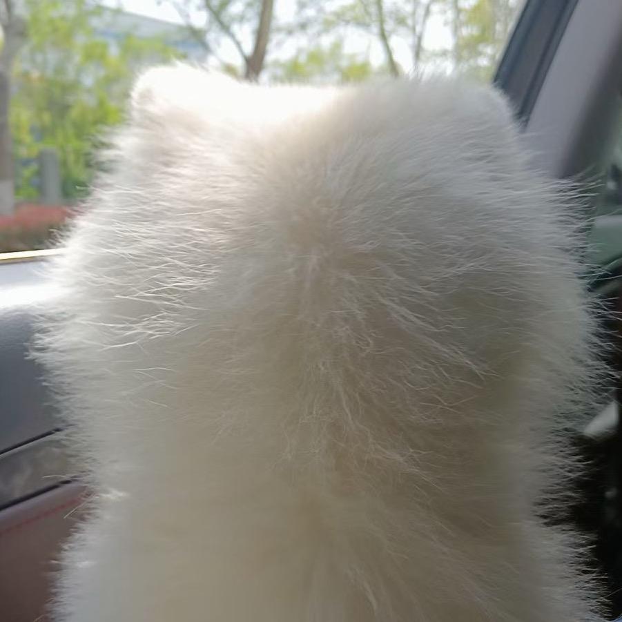 白芷