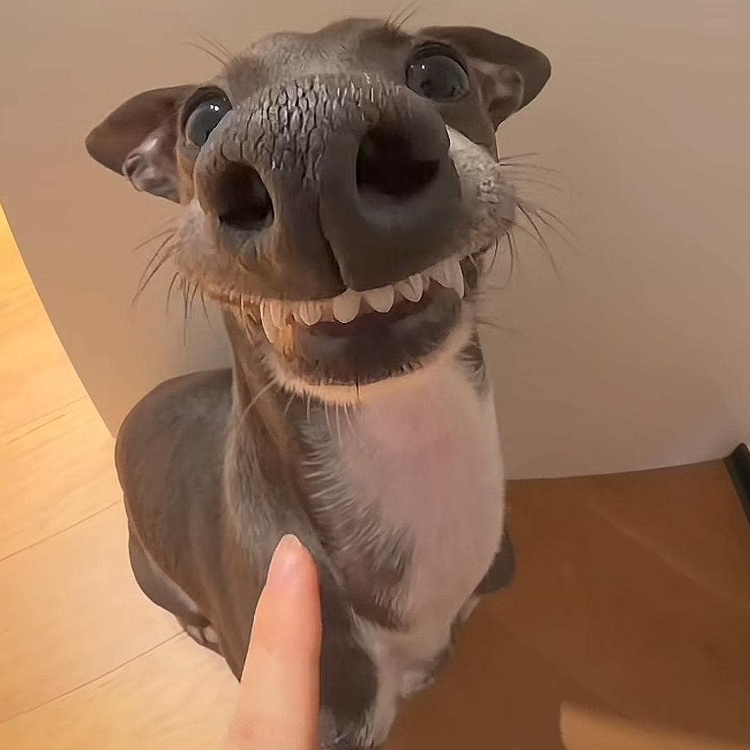 Under Dog
