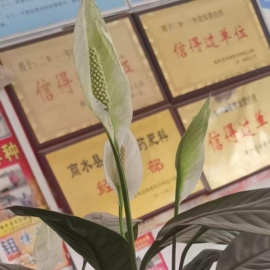 张庄镇供销社庄稼医院