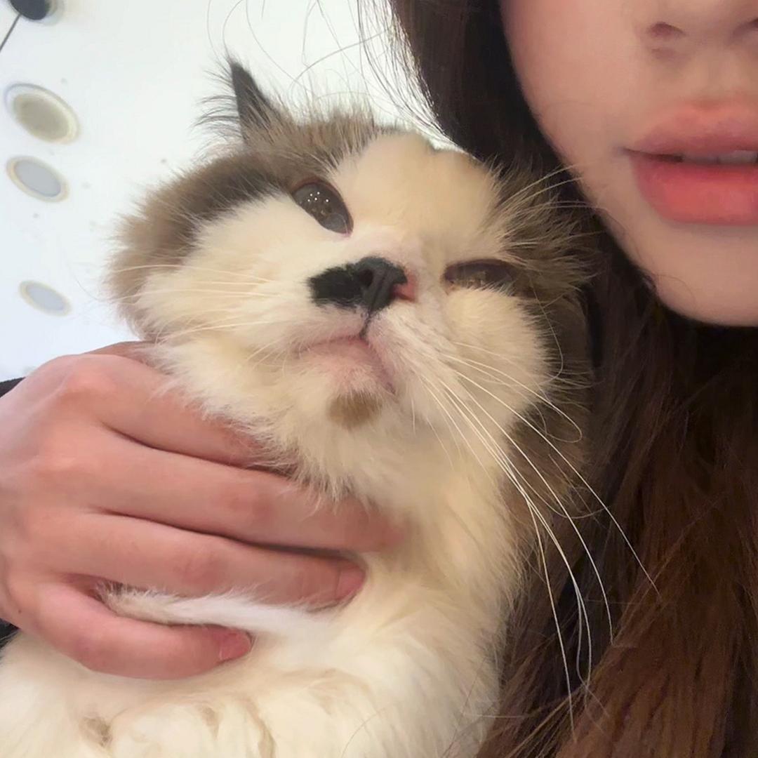 卡皮巴拉大王