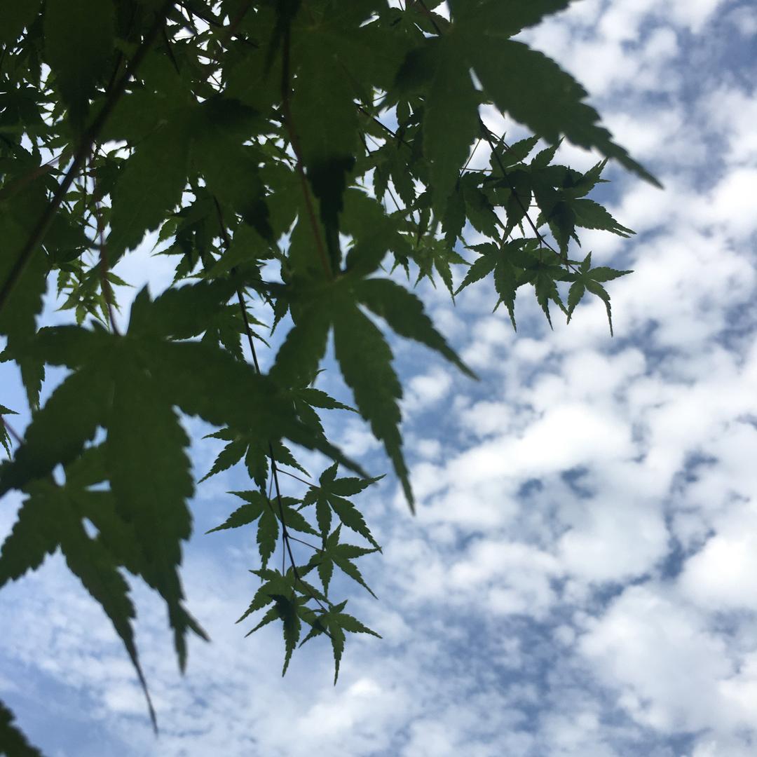 枫起云涌头像