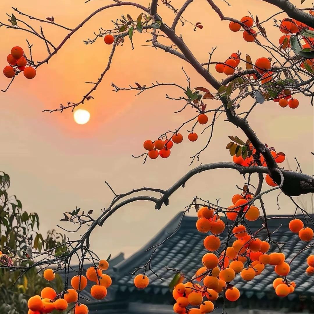 小杨许的什么愿呢。
