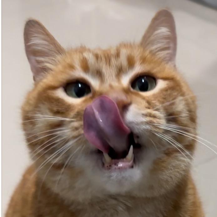 广西最大的橘猫🍊