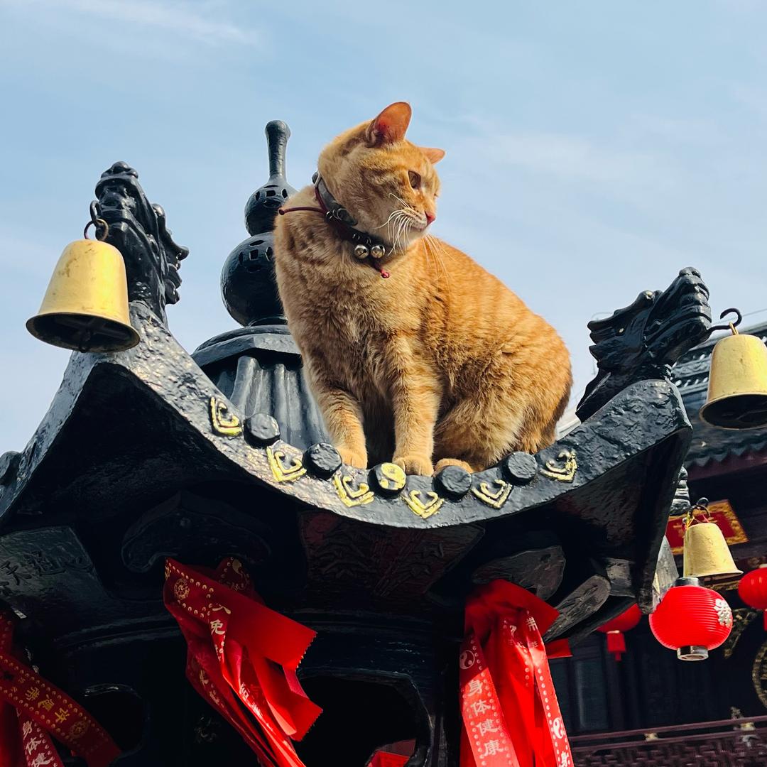 水仙扛把子