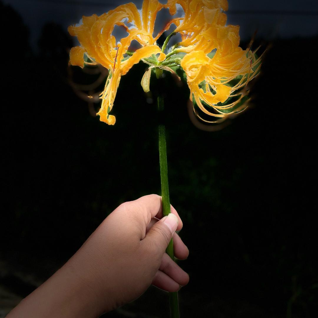 ꧔ꦿ℘㞮᭄ᩚ꯭ᩚ꧔ꦿ孞᭄