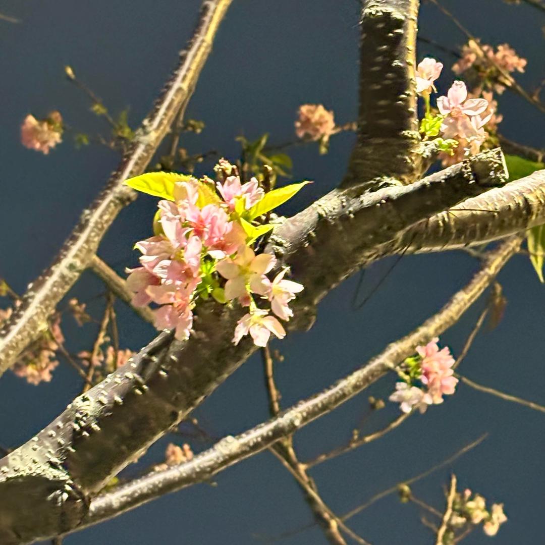 菀菀