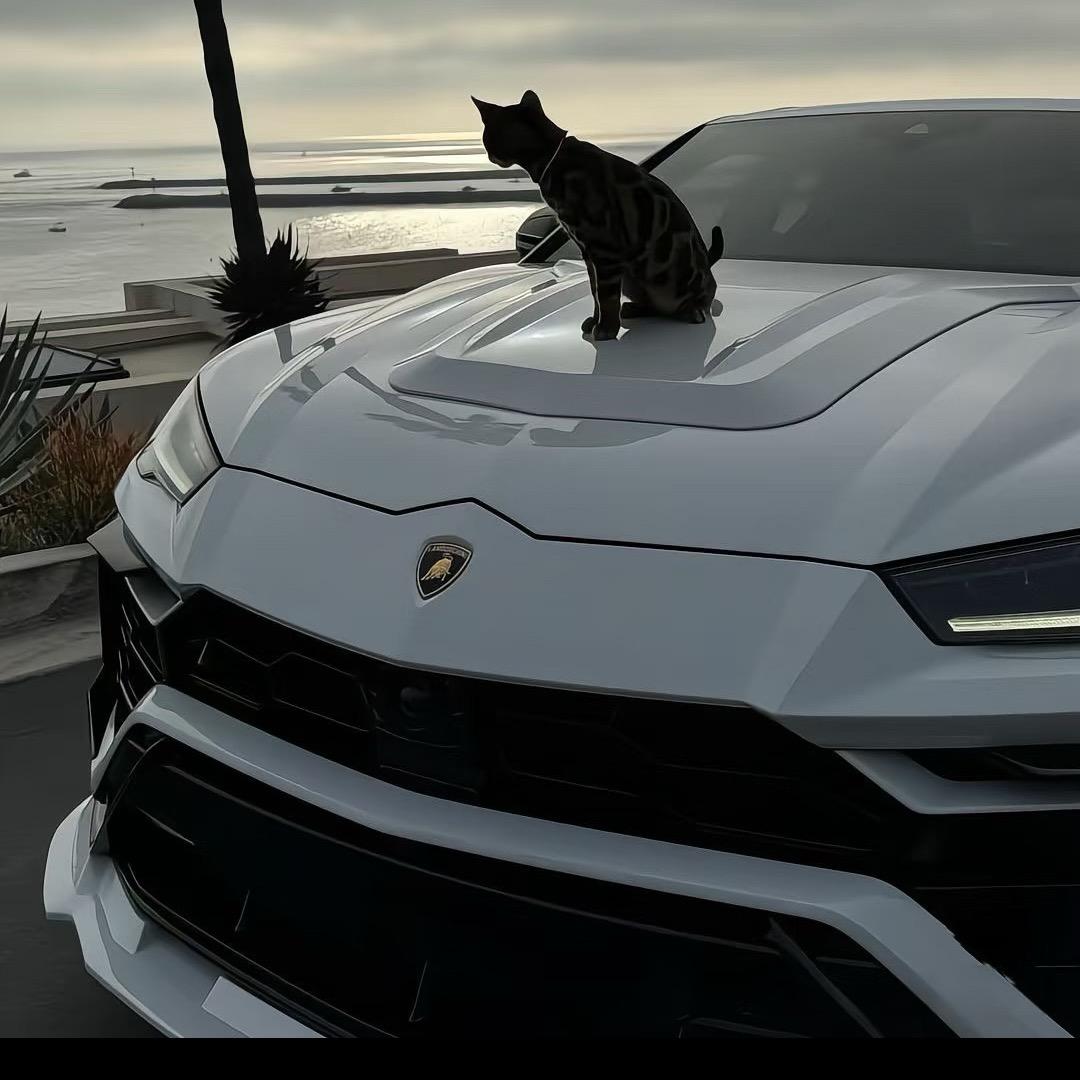 王子🤴