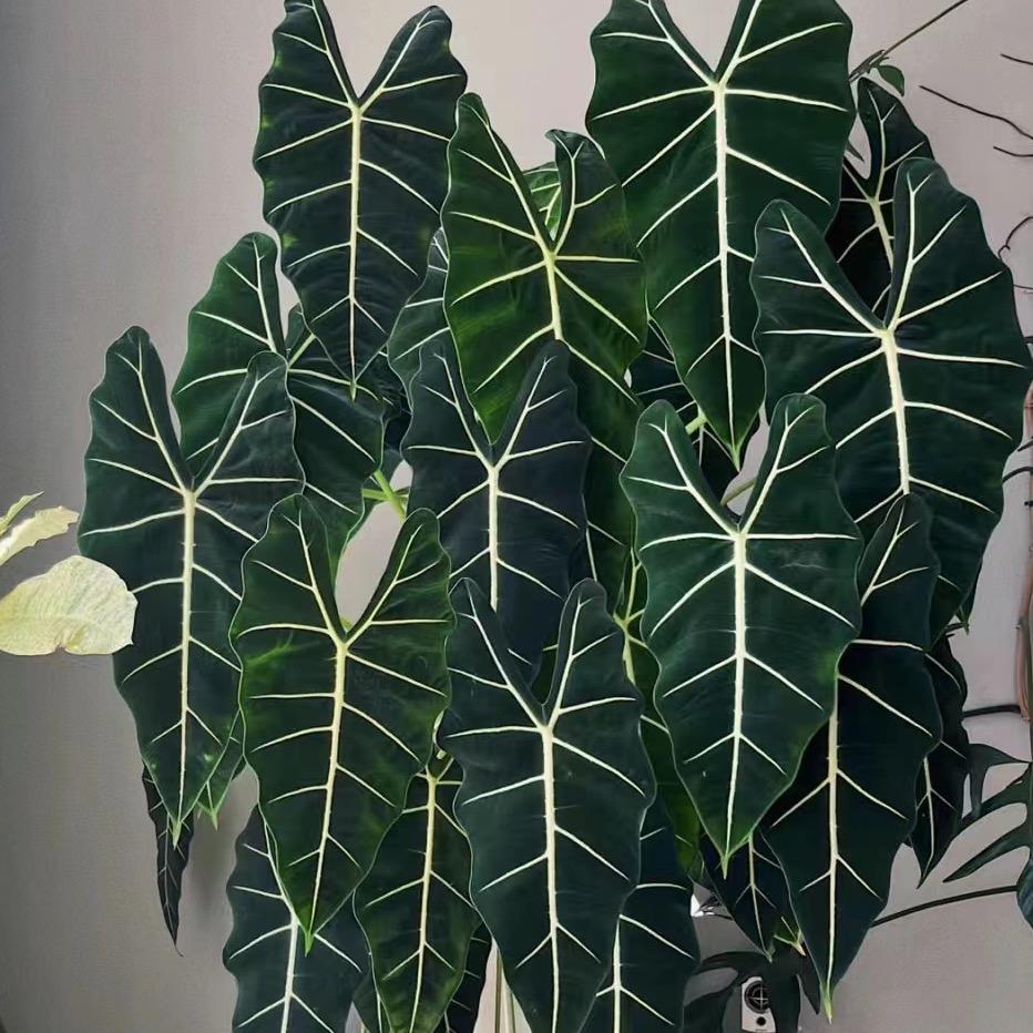 花予见绿植