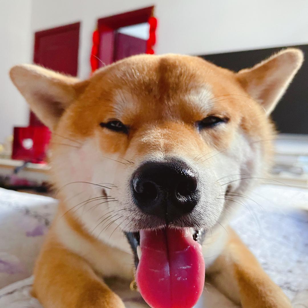 Hachi