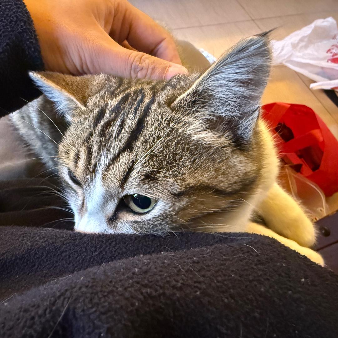 zgl