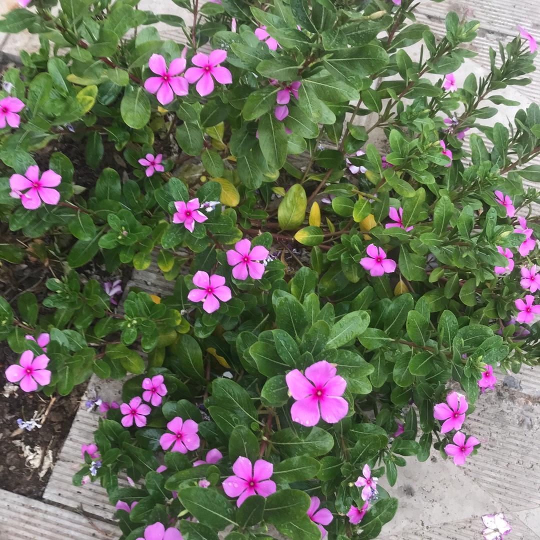 邢台代拓机械