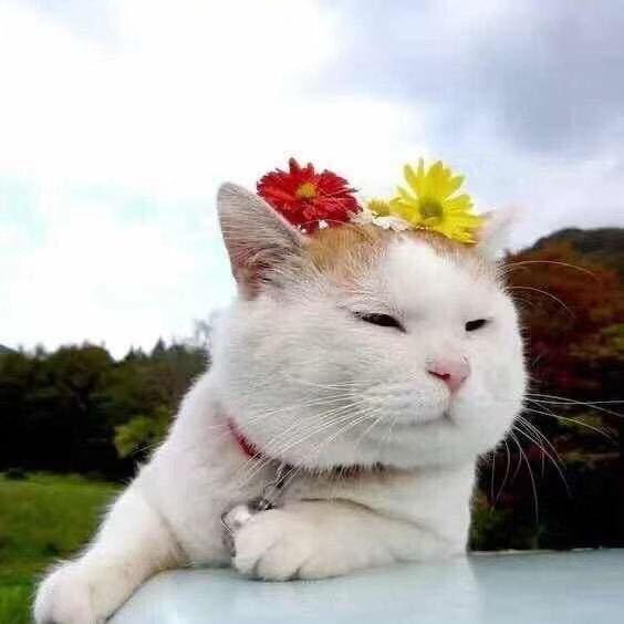 🐱