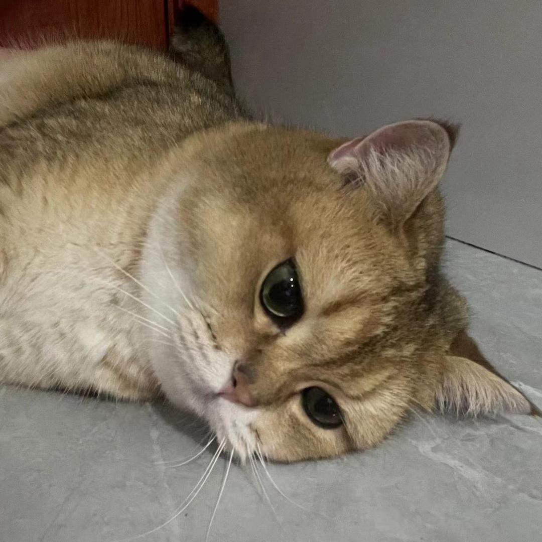 暗行者