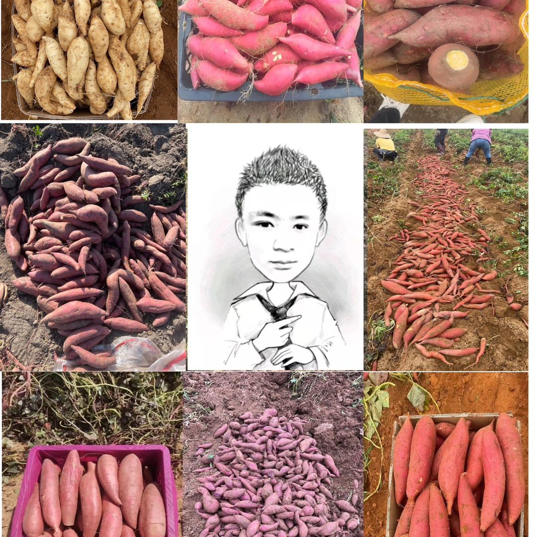 只薯与你非你莫薯