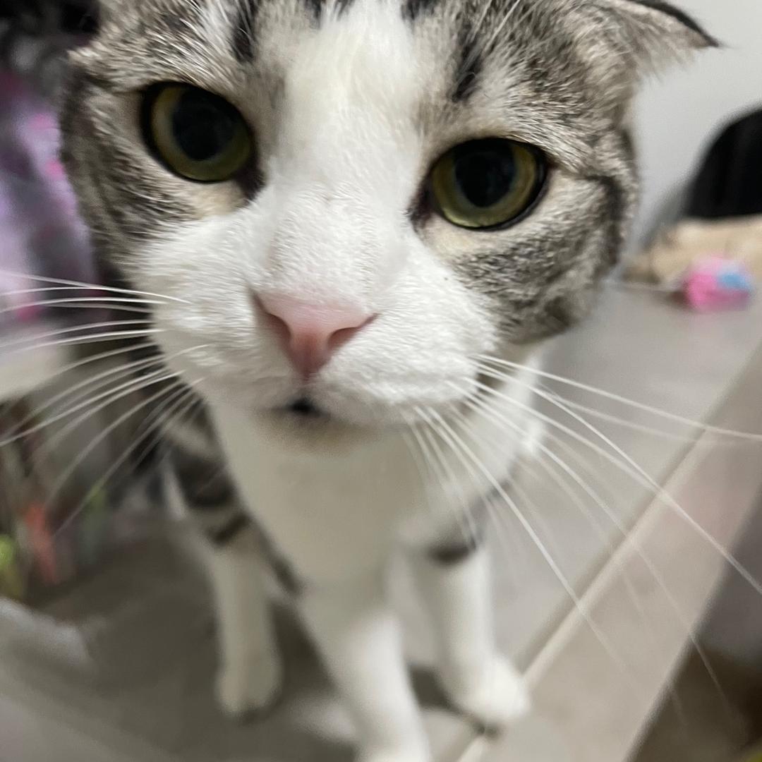 怀旧掌中宝🐱