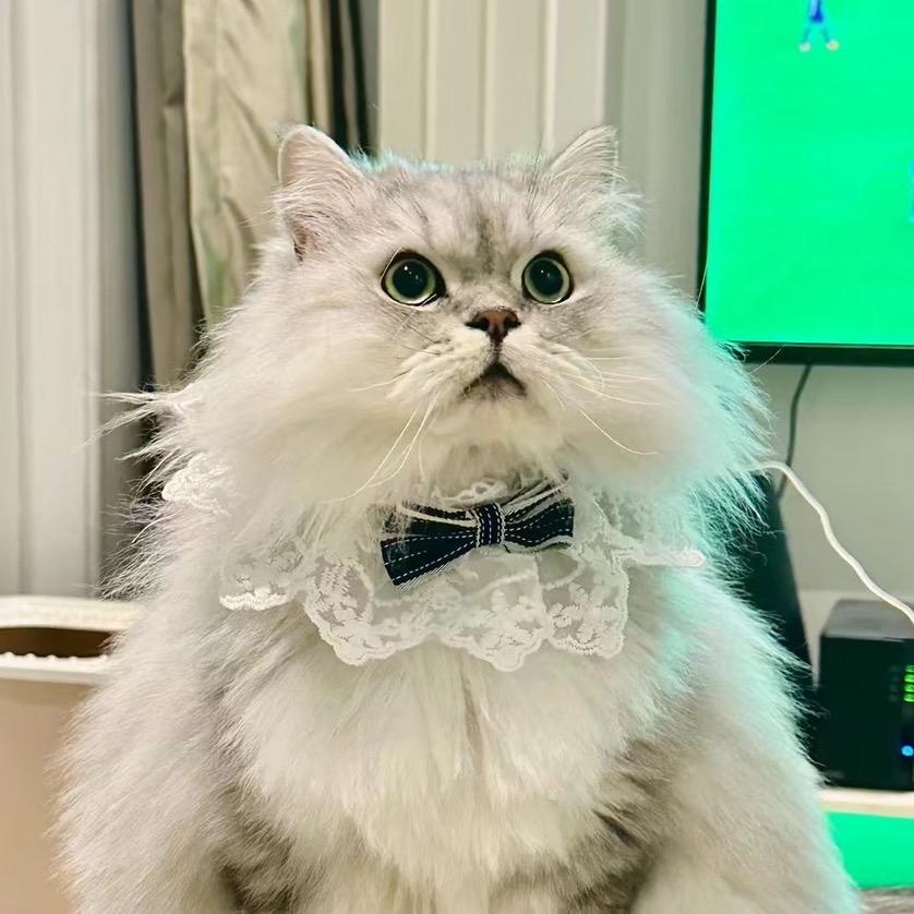 丧彪是只猫