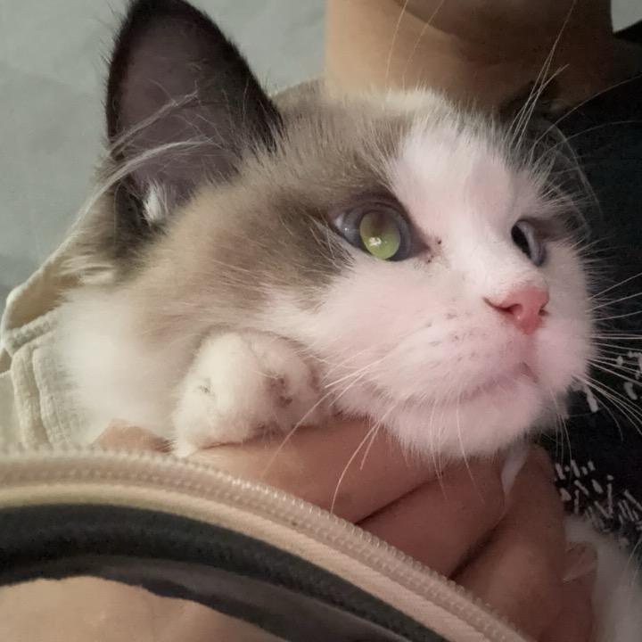 伞