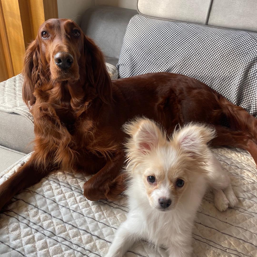 毛毛元元的日常生活