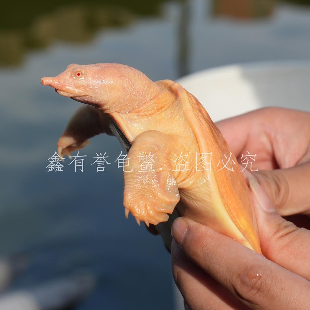 爬行天下养殖的头像