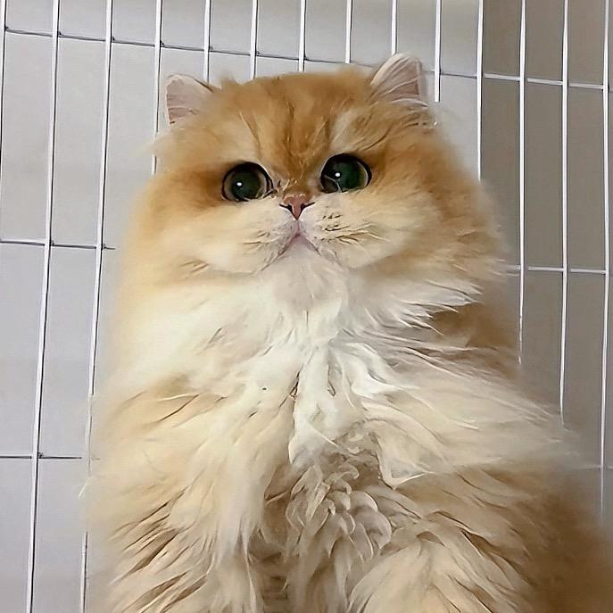 杭州润雨猫舍头像