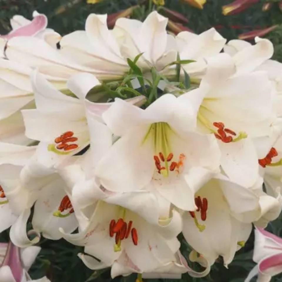 用户4829514478375  迎客松