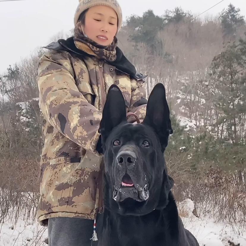 红巧黑狼犬业