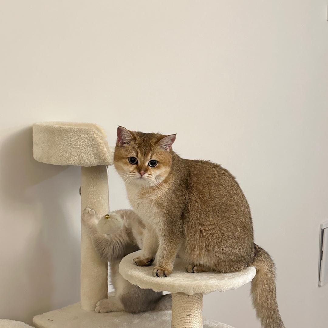 Lincici