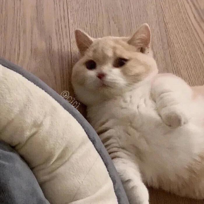 码头整点可乐薯条cxx