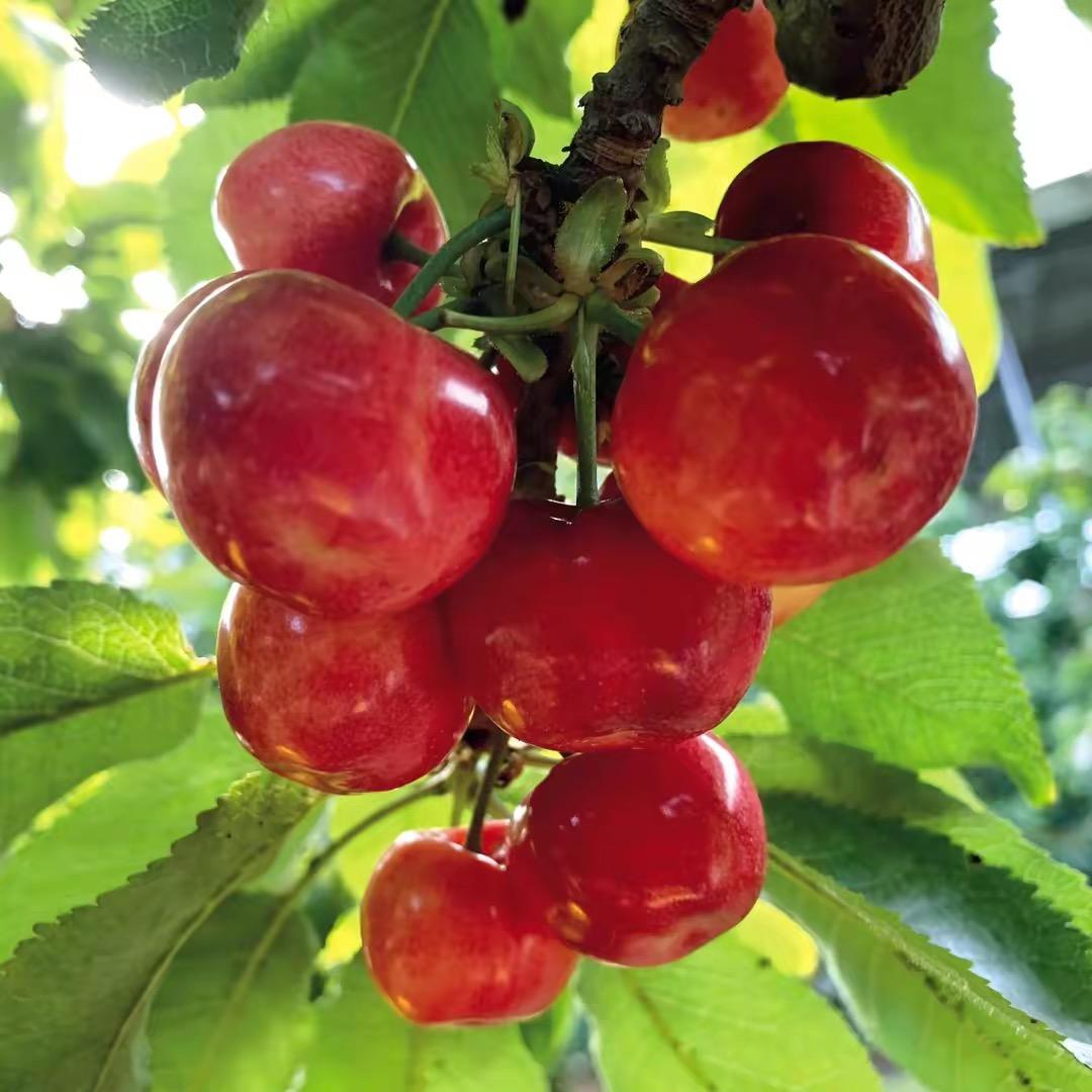 艾丽果树苗木专营店