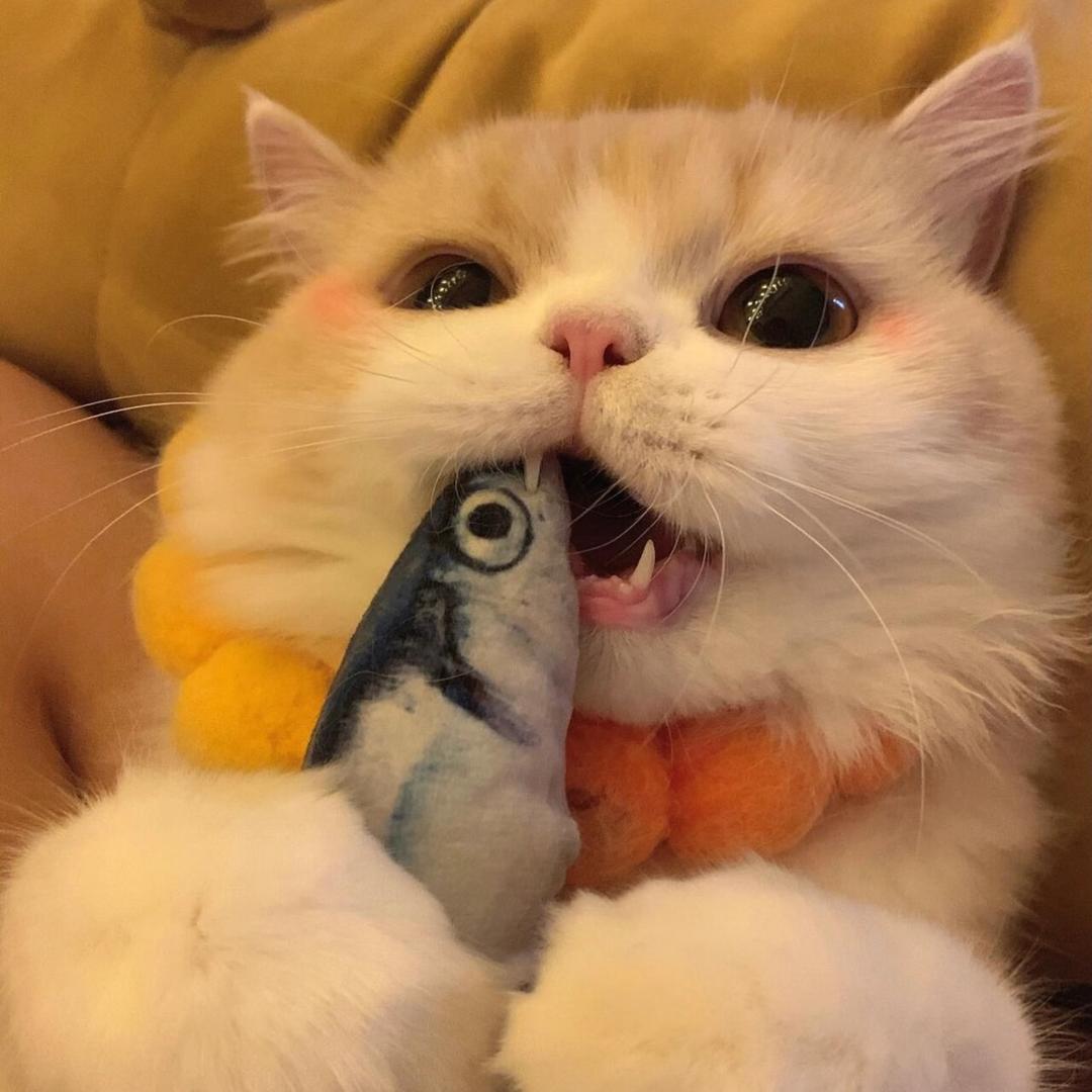 叫gongzhu！