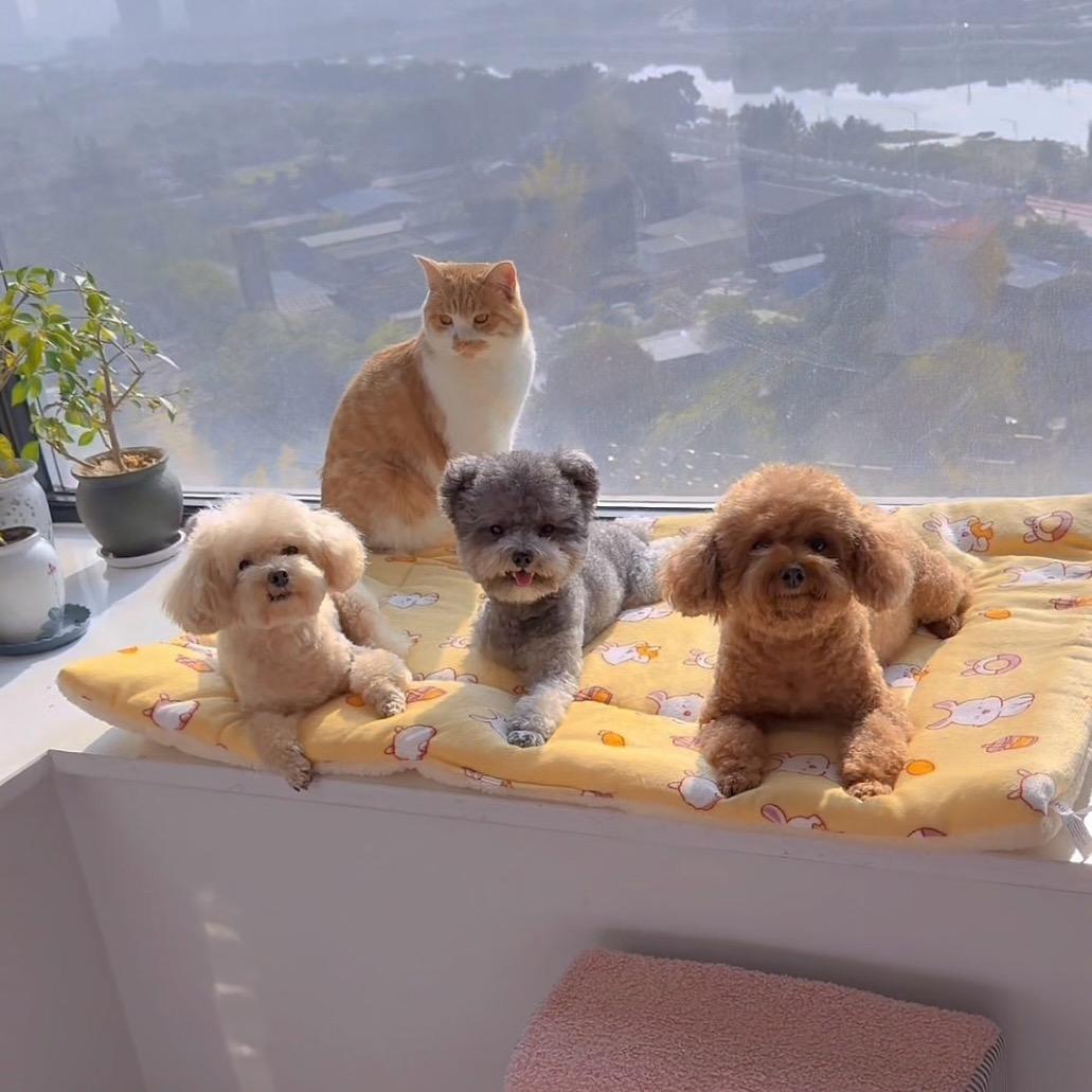 幸福萌宠四只小可爱🐶🐱🍡