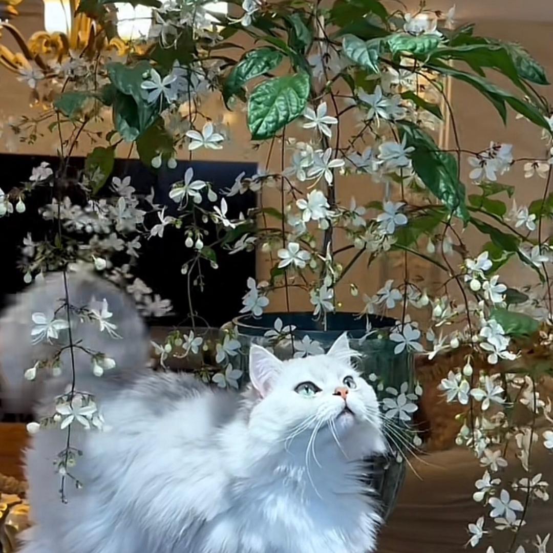 看完星星看月亮🌙