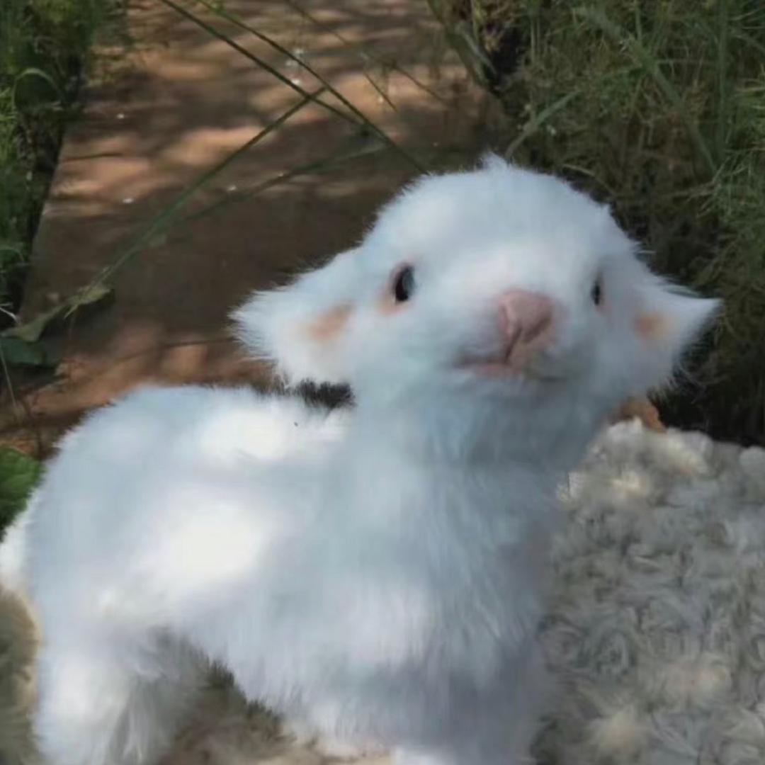 葵宝