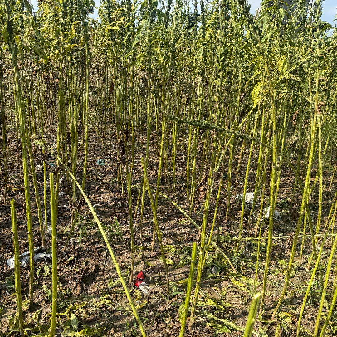 一颗胖橘的日常