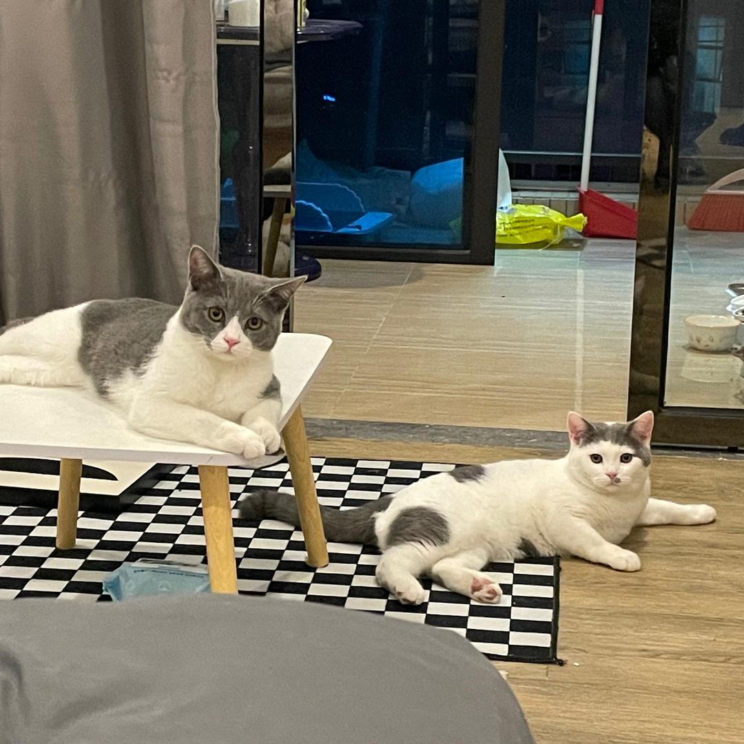 “六点”半起床🐱