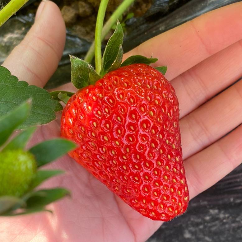 临沂小周草莓采摘园