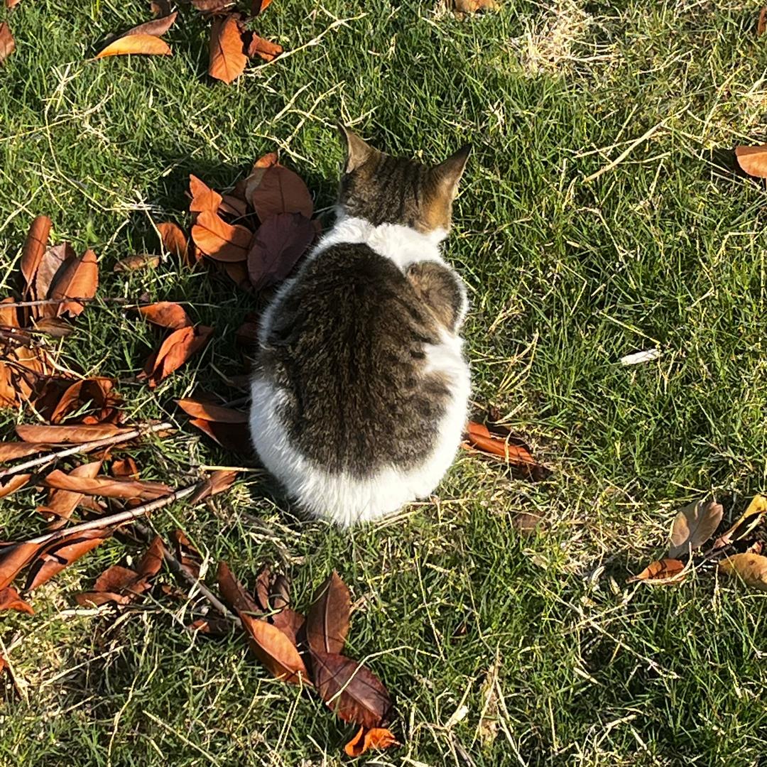 唐唐的也很可爱