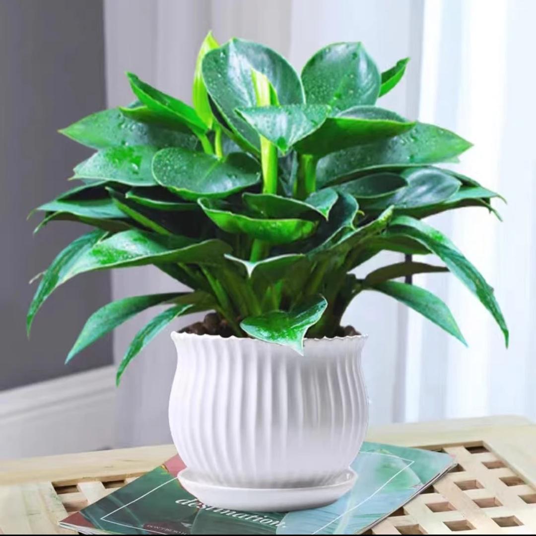 高端绿植基地