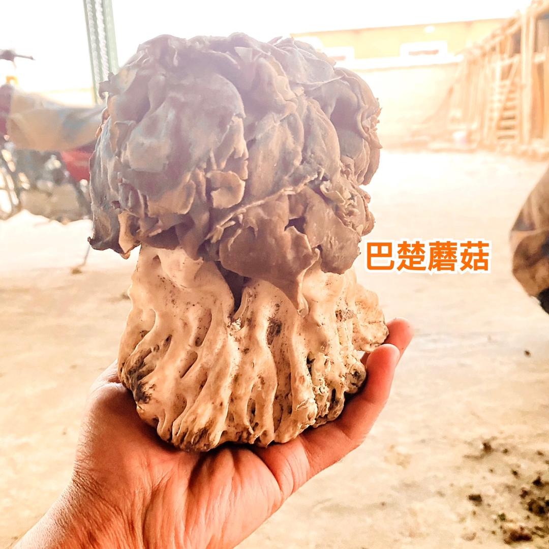 巴楚蘑菇批发零售