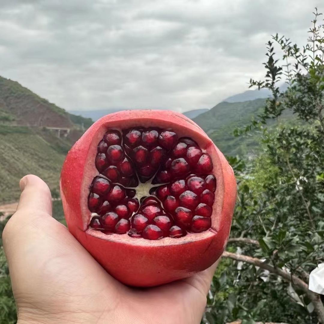 三娃会理石榴季