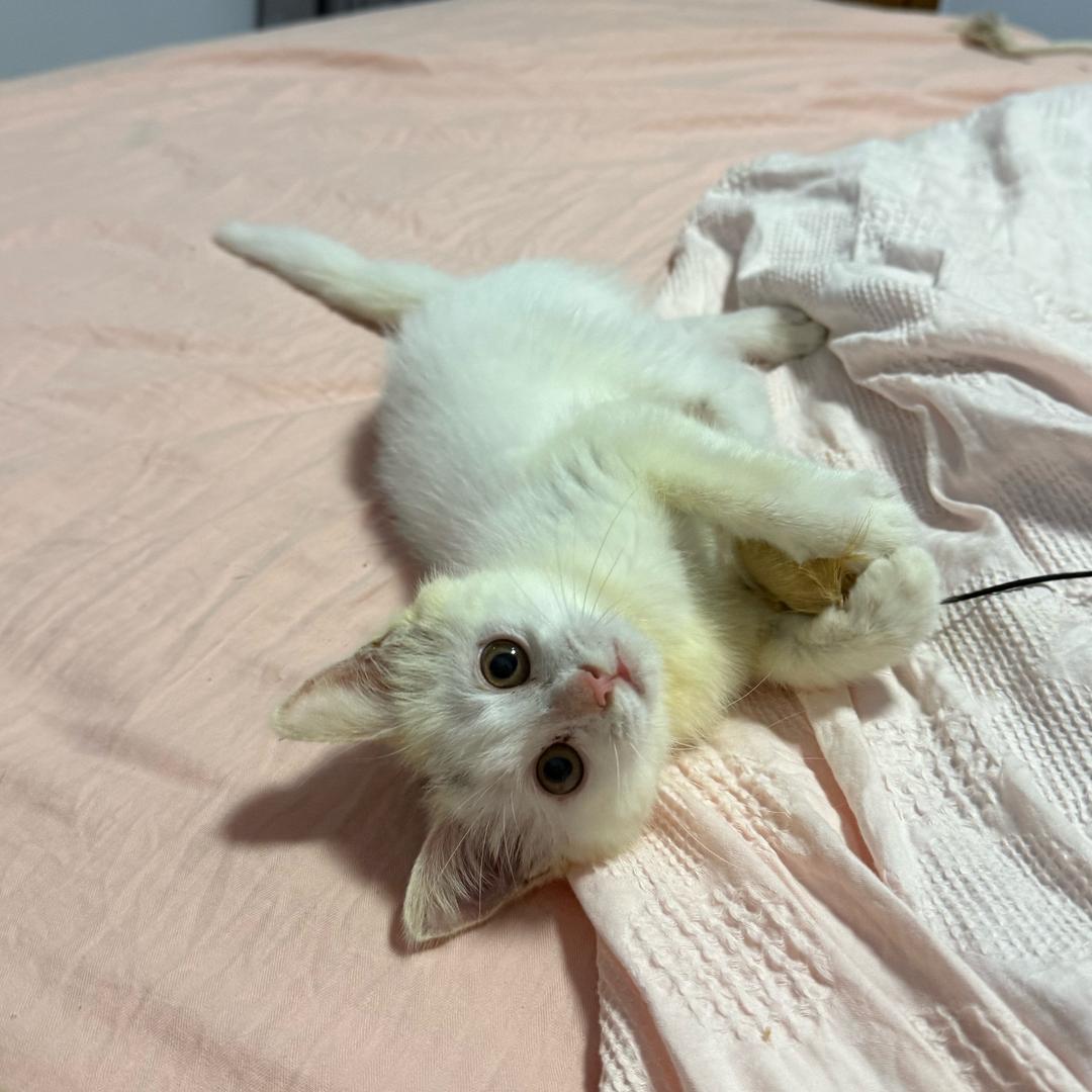 橘猫爱奶球🥕