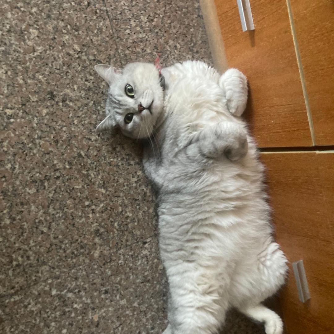 歪比巴卜